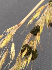 Epicoccum andropogonis