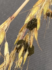 Epicoccum andropogonis