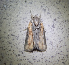 Bryophila raptricula