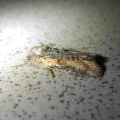 Bryophila raptricula