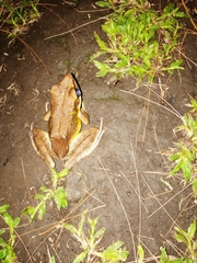 Odorrana hosii