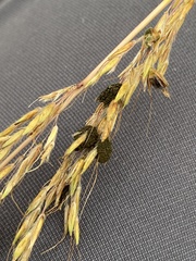 Epicoccum andropogonis