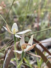 Caladenia marginata