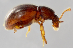 Brachycepsis