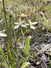 Caladenia marginata