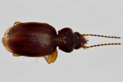 Trechus plottbalsamensis