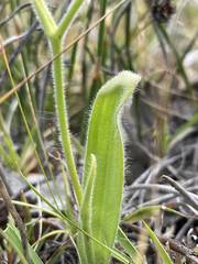 Caladenia marginata