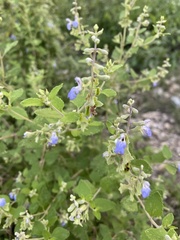 Salvia ballotiflora
