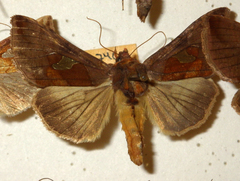 Autographa bractea