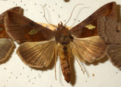 Autographa bractea