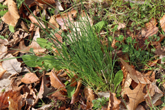 Allium schoenoprasum