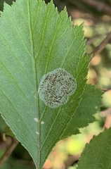 Parornix inusitatumella