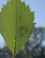 Parornix inusitatumella