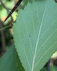 Parornix inusitatumella