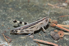 Ramburiella hispanica