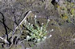 Vellereophyton