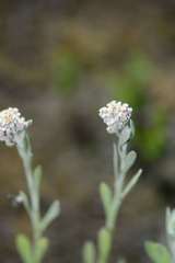 Vellereophyton
