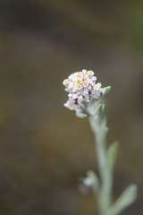 Vellereophyton