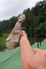 Fulgora