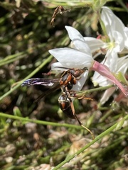 Polistes fuscatus