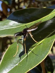 Polistes metricus