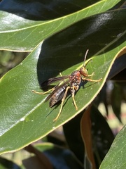 Polistes metricus