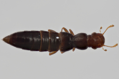 Stictocranius mariae
