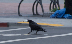 Corvus corax