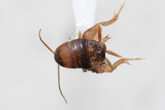 Myrmecophilus manni