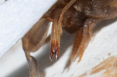 Myrmecophilus manni