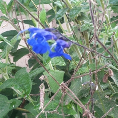 Salvia scutellarioides