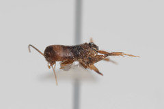 Myrmecophilus manni