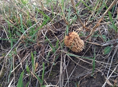 Morchella steppicola
