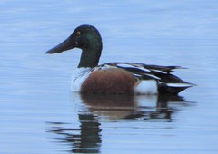 Spatula clypeata