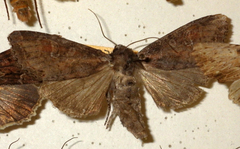 Polia bombycina