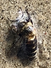 Apis mellifera