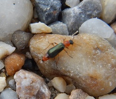 Protapalochrus flavolimbatus