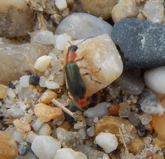 Protapalochrus flavolimbatus