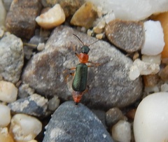 Protapalochrus flavolimbatus