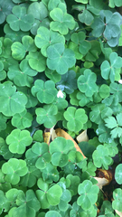 Oxalis