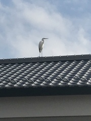 Ardea alba
