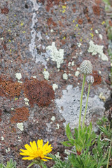 Anemone multifida stylosa
