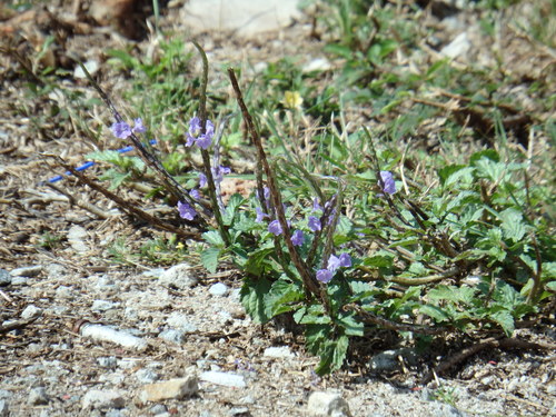 Stachytarpheta fruticosa · iNaturalist