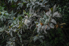 Costus guanaiensis tarmicus