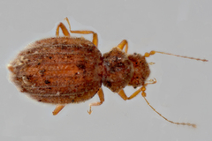 Dasycerus carolinensis