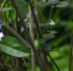 Alonsoa meridionalis