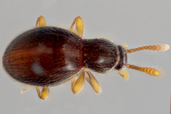 Brachycepsis