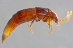 Ischnosoma lecontei