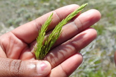 Coleonema pulchellum