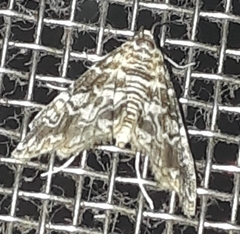 Elophila difflualis